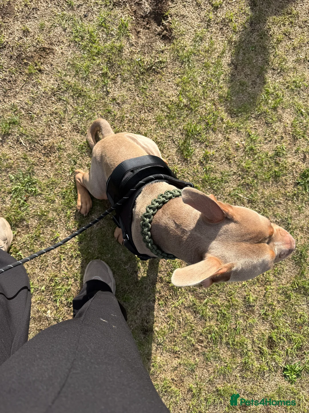 Mixed Breed dogs for sale: Beautiful American Bulldog x for Rehome - Advert 11