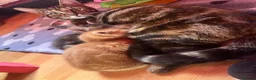 Mixed Breed cats for sale: 6 kittens for sale  - Advert 3