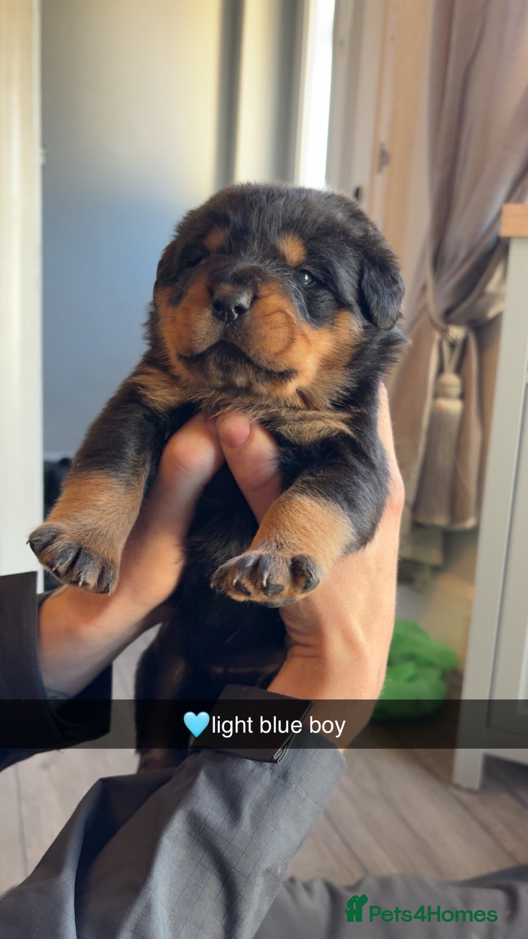 Rottweiler dogs for sale: Big boned chunky Rottweiler puppies - Advert 17