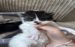Mixed Breed cats for sale: 5 kittens will be looking for a forever home - Image 6