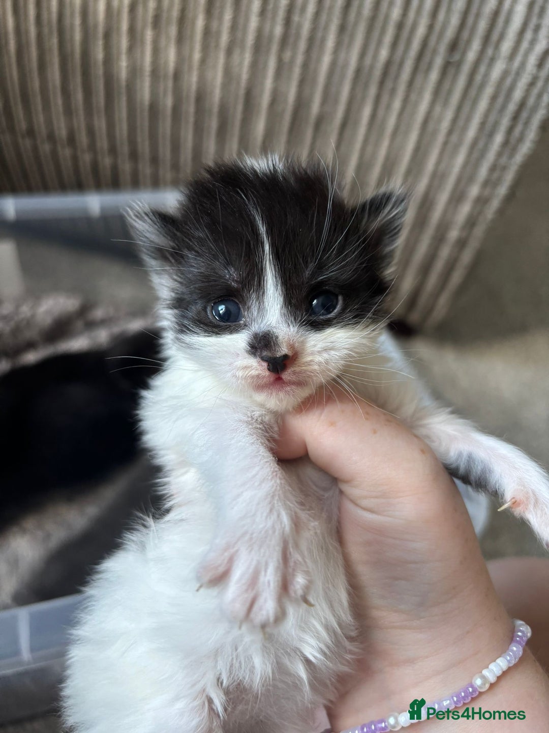 Mixed Breed cats for sale: 5 kittens will be looking for a forever home - Image 6