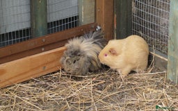 Guinea Pig rodents for sale: Male guinea pigs ready to go now - Image 3