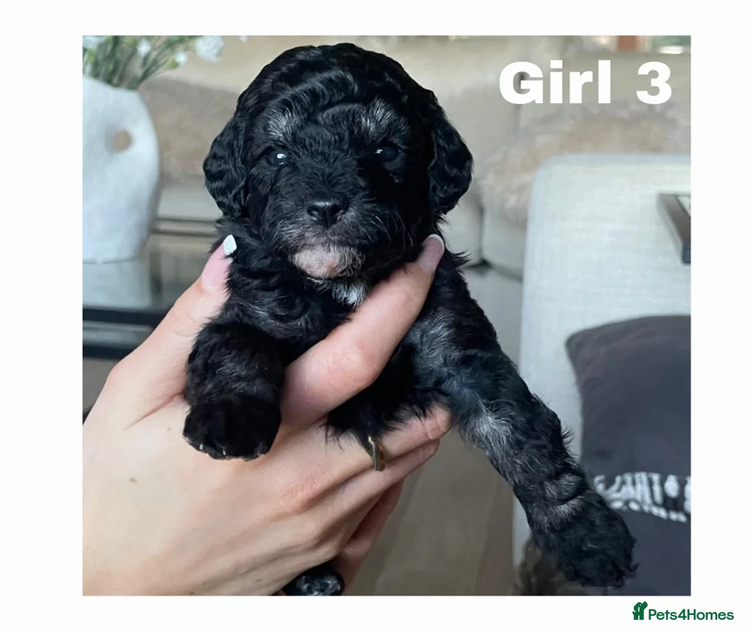 Maltipoo dogs for sale: Adorable Maltipoo girls ready to leave 22nd of Feb - Advert 6