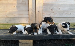 Jack Russell dogs for sale: Stunning litter of Jack Russel’s.  - Image 3