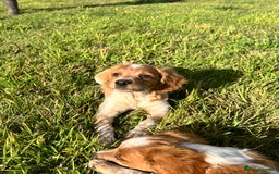Brittany Spaniel dogs for sale: Brittany puppies for sale  - Image 4