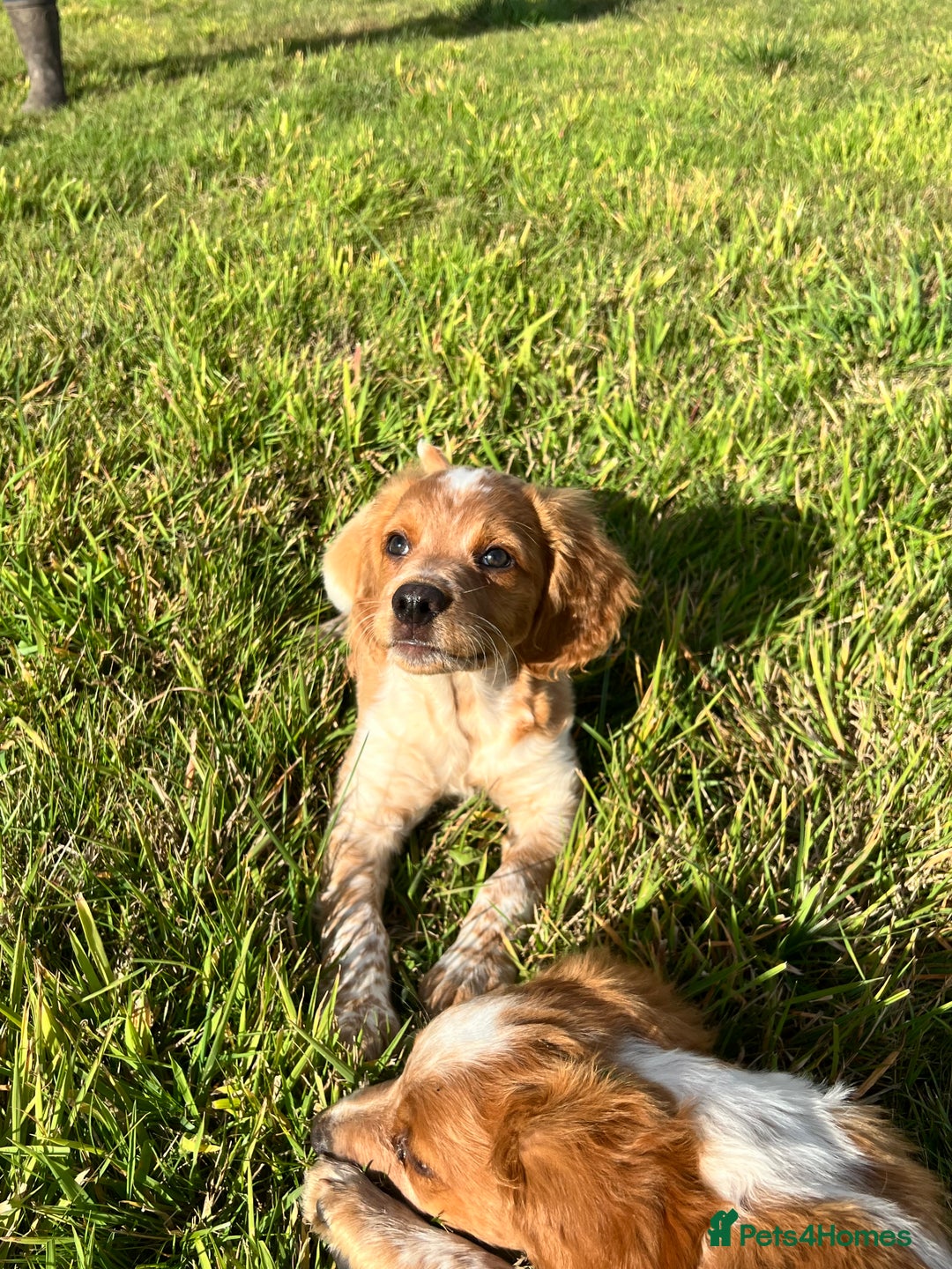Brittany Spaniel dogs for sale: Brittany puppies for sale  - Image 4