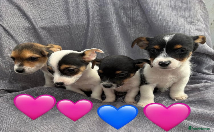 Jack Russell dogs - Advert 1