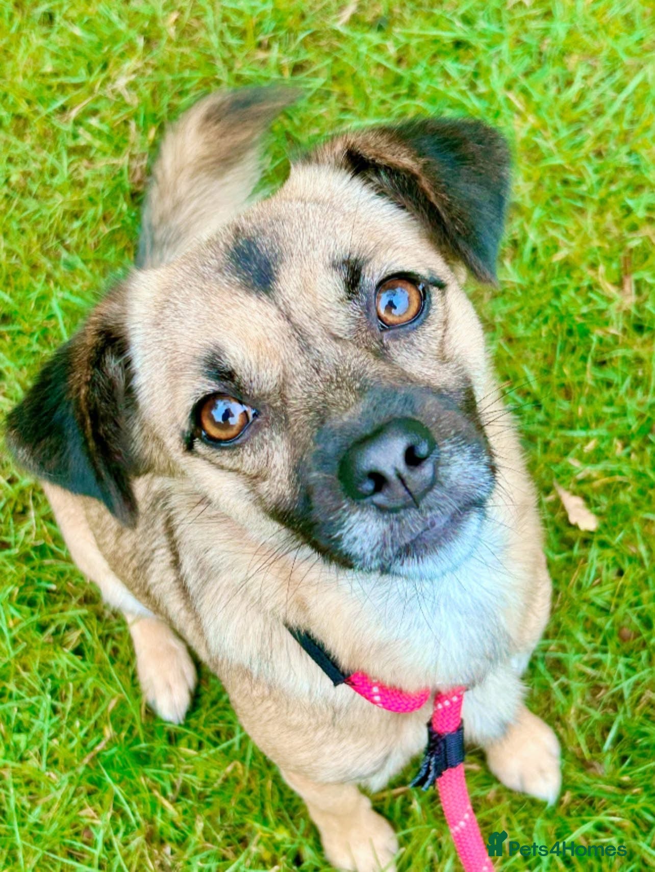 Mixed Breed dogs Meet Marlene  12 months old  7kg Romanian mix  - Advert 1