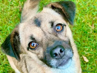 Mixed Breed dogs Meet Marlene 12 months old 7kg Romanian mix - Advert 1