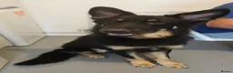 German Shepherd dogs for sale: German shepherd for rehome  - Advert 4