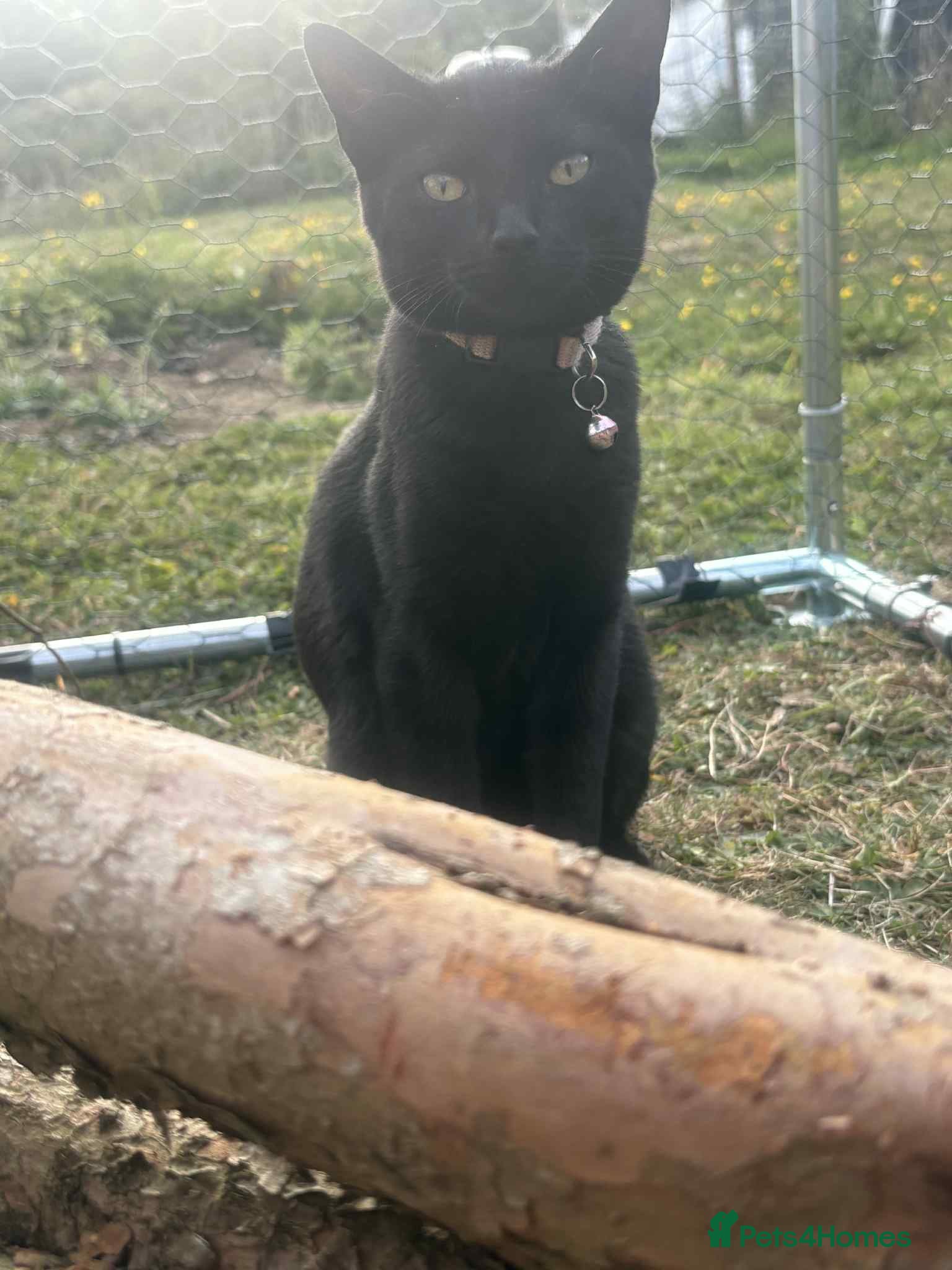 British Shorthair cats I have 5 kittens 9 months old  - Advert 15