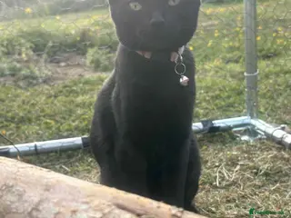 British Shorthair cats I have 5 kittens 9 months old - Advert 15