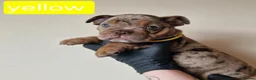 Olde English Bulldogge dogs for sale: Olde English Bulldoge litter of 8 - Advert 34