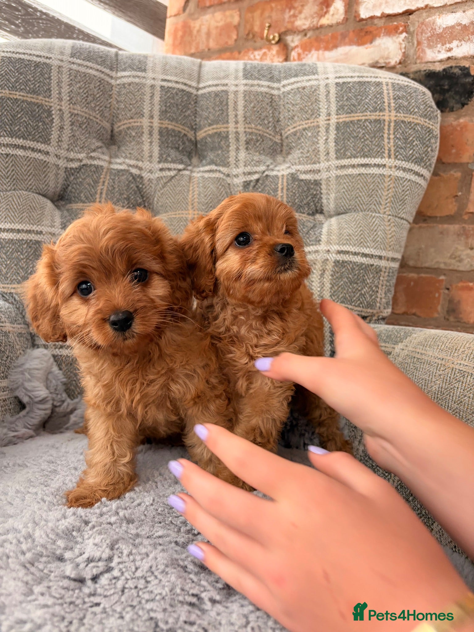 Cavapoo dogs F1 Red Toy cavapoo - Advert 2
