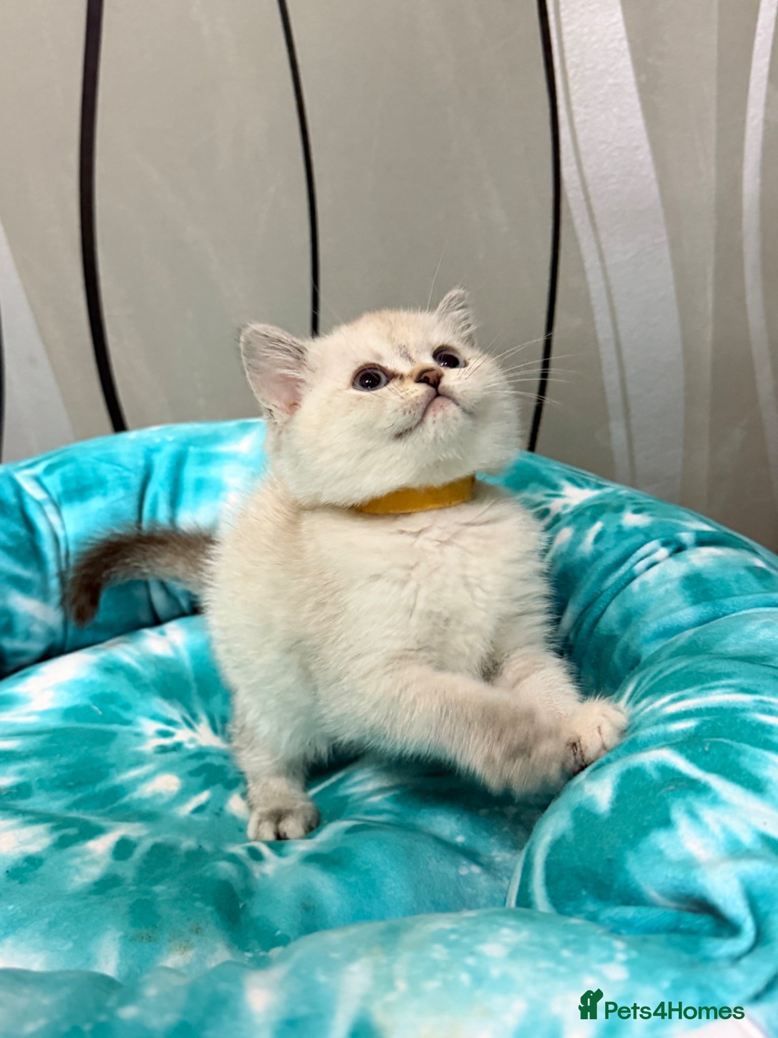 British Shorthair cats Last 1 GIRL Silver BSH kitten - Advert 1