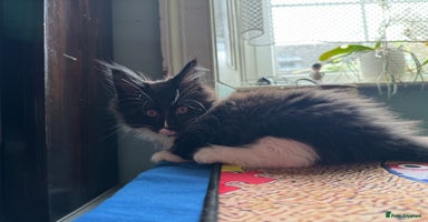 Maine Coon cats - Advert 2