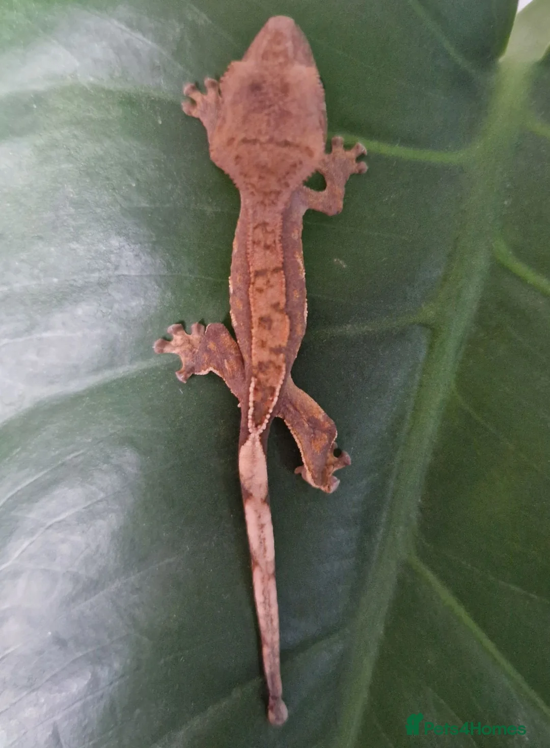 Gecko reptiles for sale: Baby crested gecko, unsexed. High quality - Advert 1