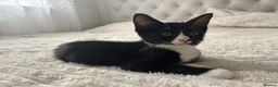 Mixed Breed cats for sale: Kittens male and female in Carmarthen - Advert 3