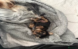 Yorkshire Terrier dogs for sale: Adorable Yorkshire Terrier Puppy for Sale - Image 4