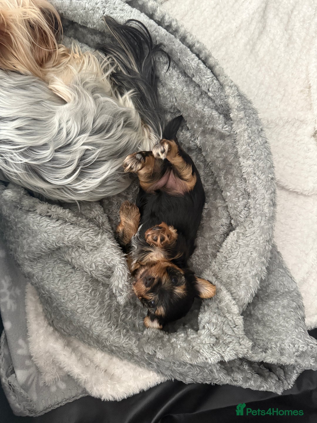 Yorkshire Terrier dogs for sale: Adorable Yorkshire Terrier Puppy for Sale - Image 4