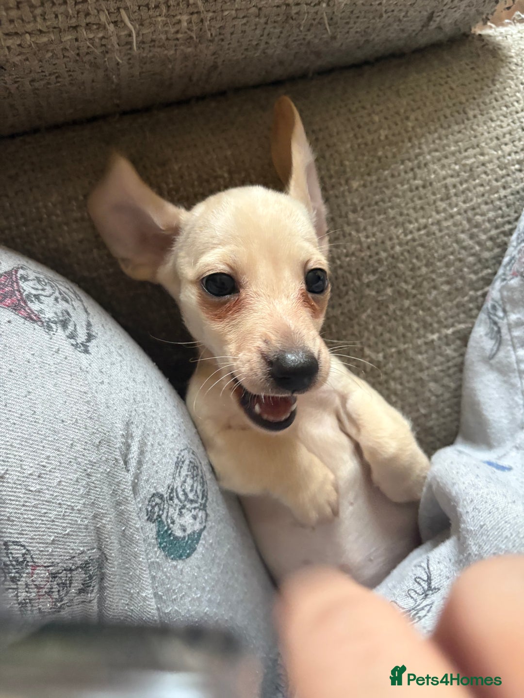 Miniature Dachshund dogs for sale: Cream miniature dachshunds  - Advert 8