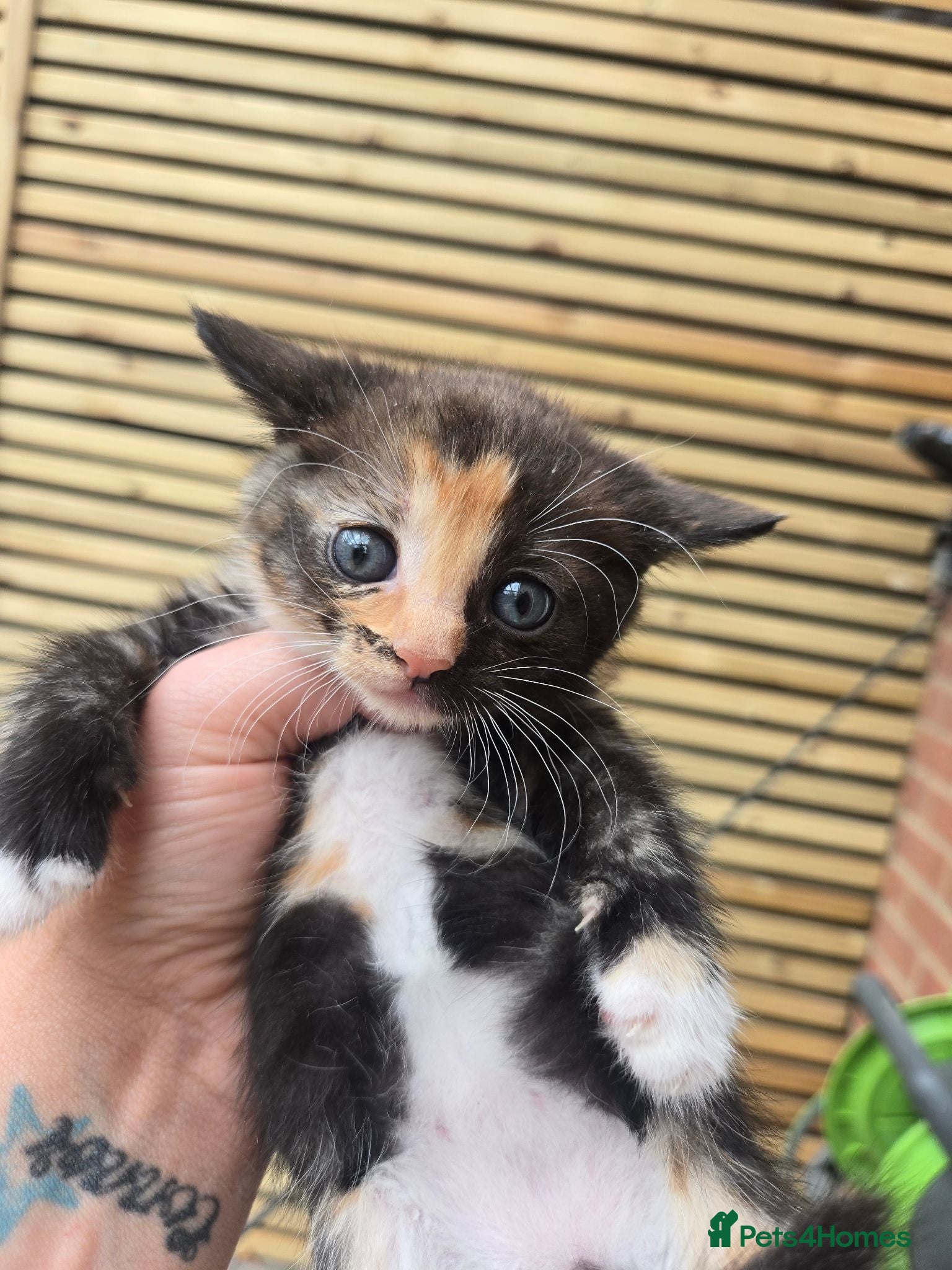 Mixed Breed cats 1 female left. Beautiful mixed breed kittens  - Advert 13