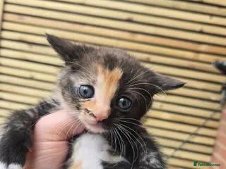 Mixed Breed cats 1 female left. Beautiful mixed breed kittens - Advert 4