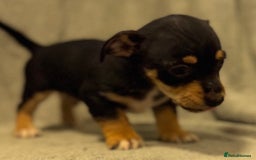 Jack Russell dogs for sale: Jack Russel puppies  - Image 6