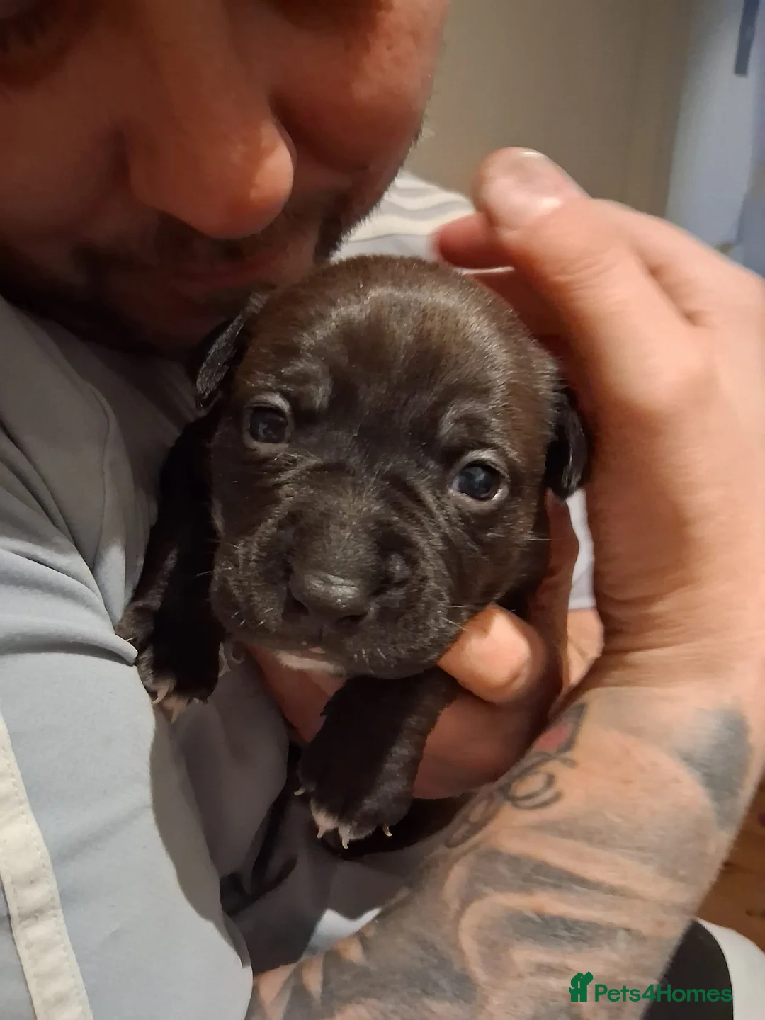 Mixed Breed dogs for sale: Beautiful American bully x staff pups.  - Advert 8