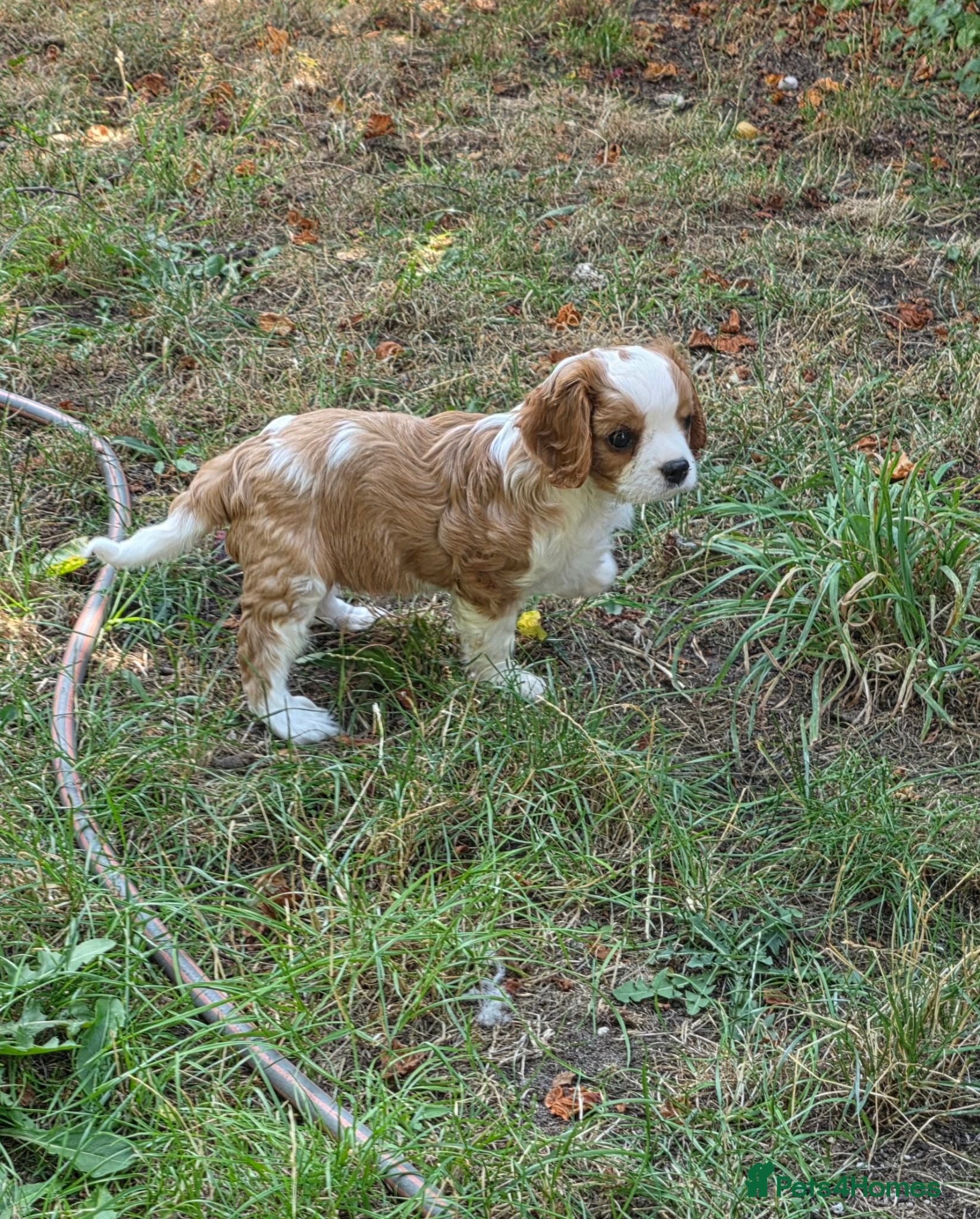 Cavalier King Charles Spaniel dogs Health tested Cavalier King Charles ready now - Advert 1