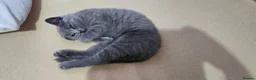 British Shorthair cats for sale: 2 lovely British shorthair kitten left  - Advert 9