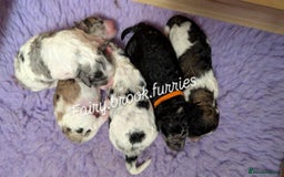 Poochon dogs for sale: Poochon pups stunning Rare colours - Image 28