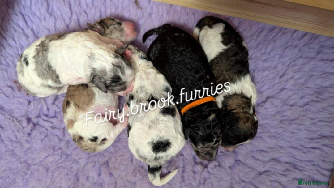 Poochon dogs for sale: Poochon pups stunning Rare colours - Image 28