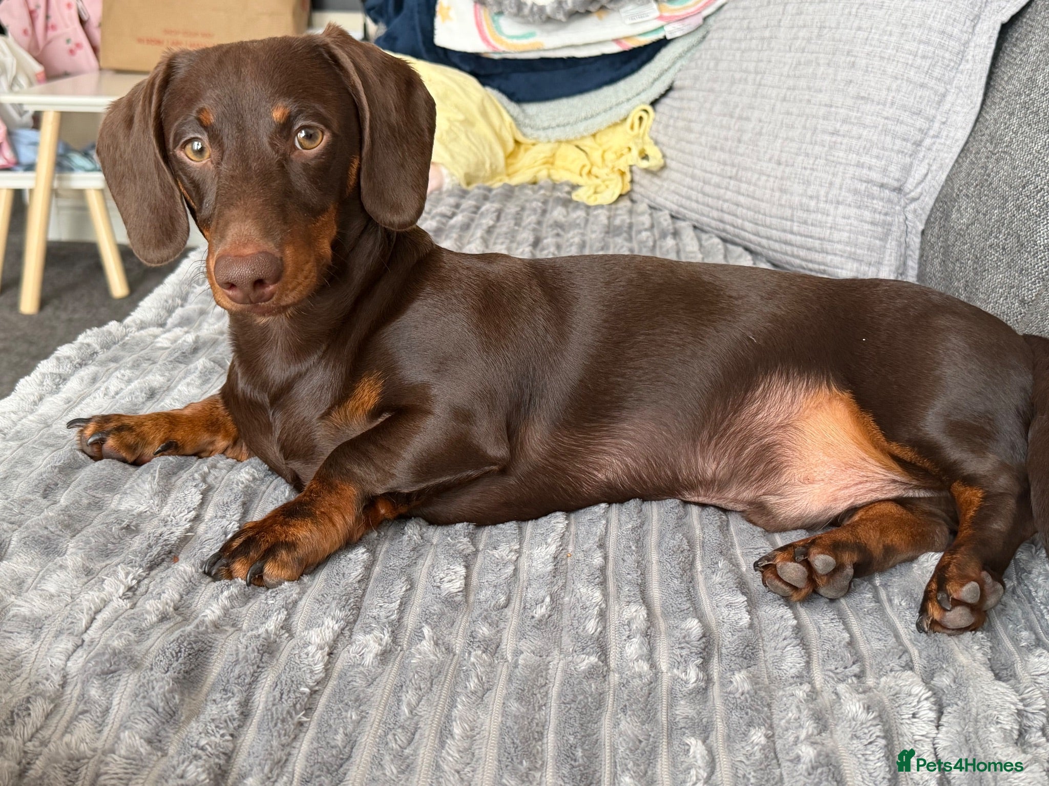 Miniature Dachshund dogs Buddy - Advert 1