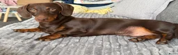 Miniature Dachshund dogs for sale: Buddy - Advert 1