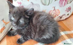 Mixed Breed cats for sale: Gorgeous Large Maine Coon Cross Kittens - Image 26