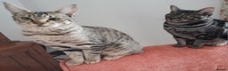 Savannah cats for sale: F5 Full Pedigree Tica Registered Girl Kitten - Advert 7