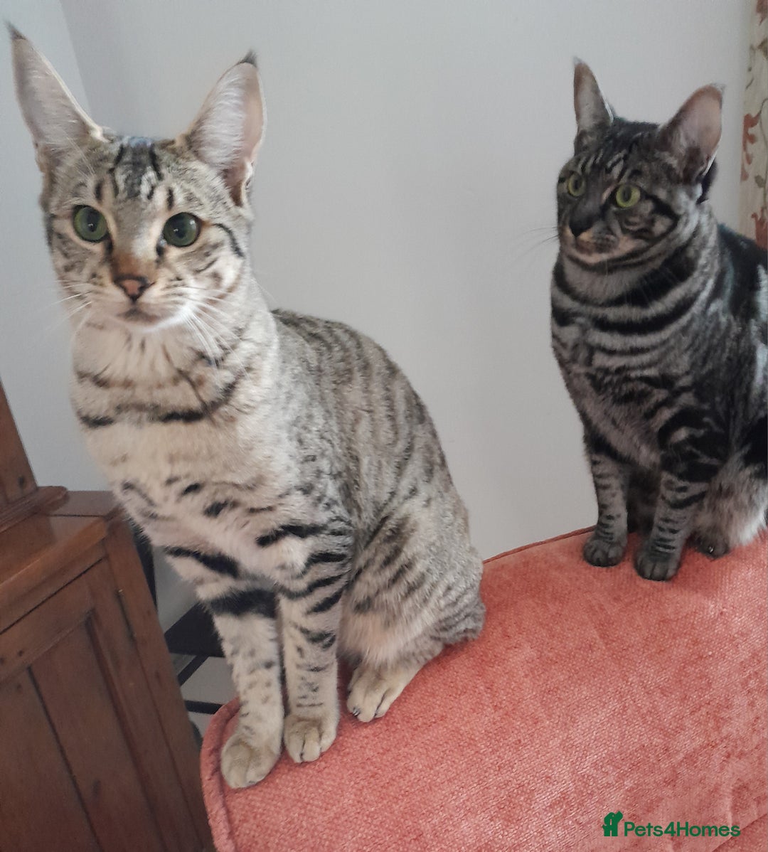 Savannah cats for sale: F5 Full Pedigree Tica Registered Girl Kitten - Advert 7