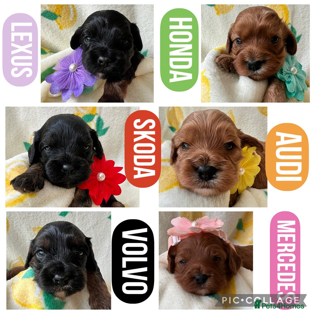 Cavapoo dogs for sale: Cavapoos born to EXTENSIVELY HEALTH TESTED PARENTS - Image 7