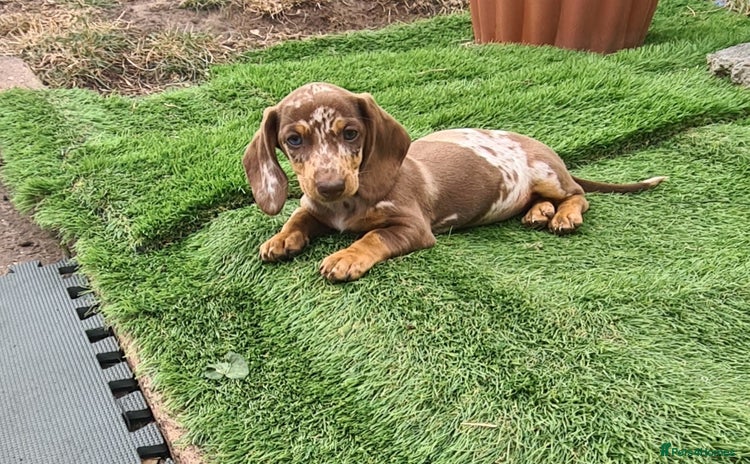 Miniature Dachshund dogs - Advert 4