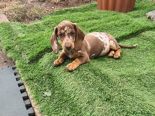 Miniature Dachshund dogs - Advert 7