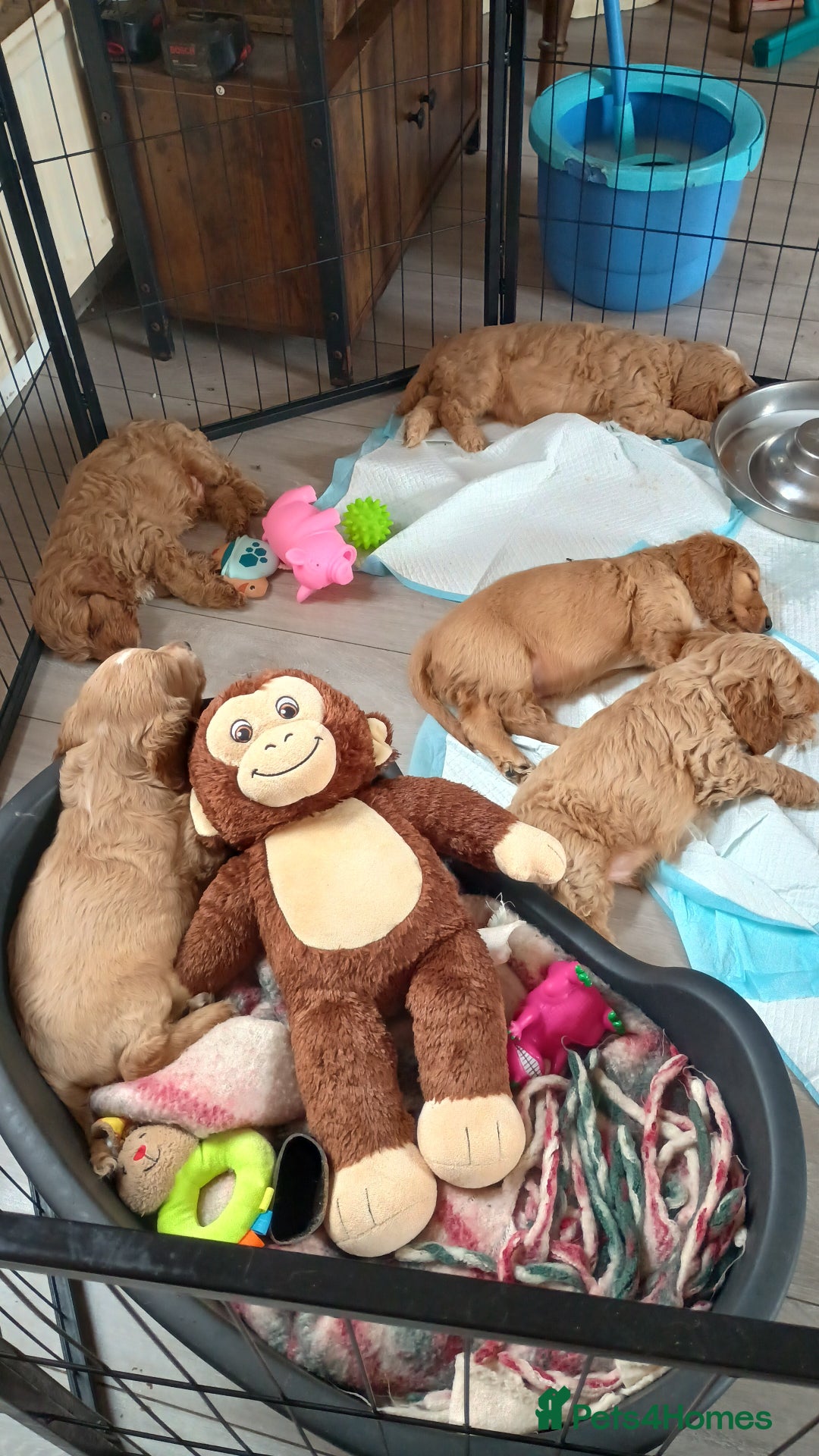 Cockapoo dogs for sale: Home reared, chunky F1B cockapoo pups 1st AUG - Image 23