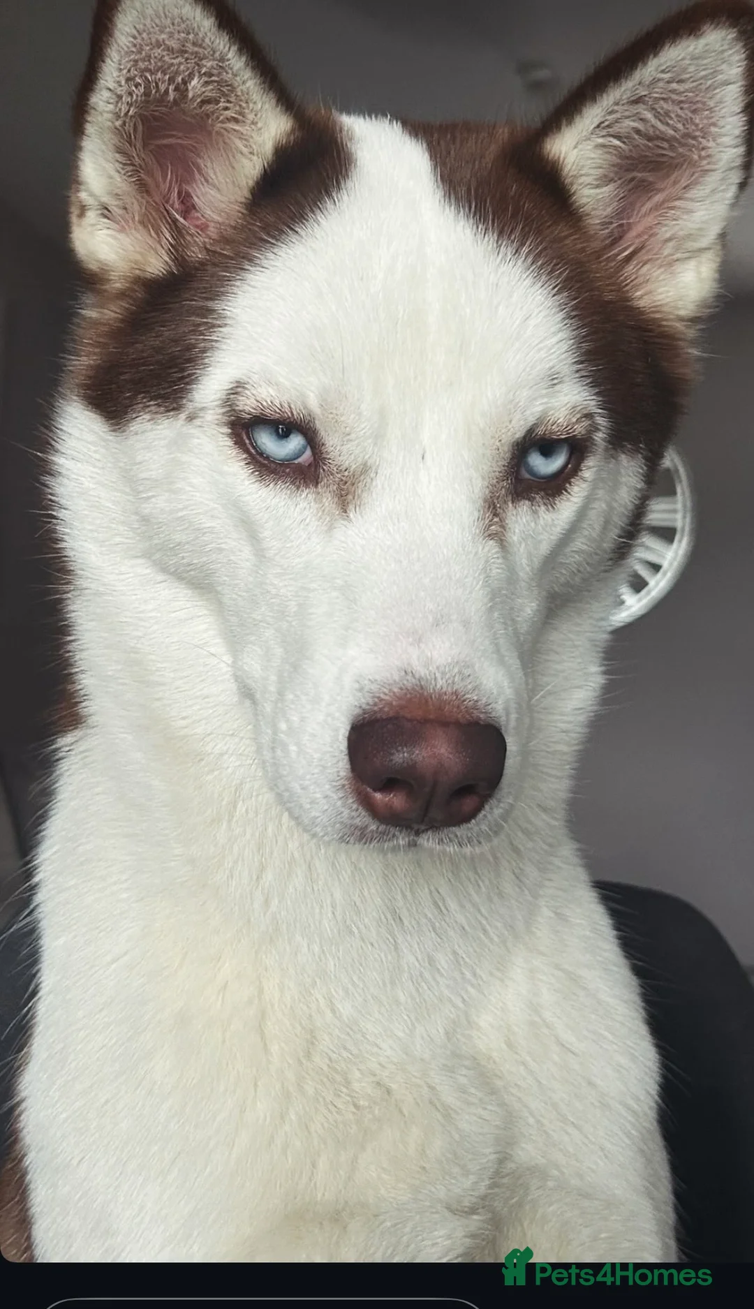 Siberian Husky dogs for sale: Luna 1 years old Siberian Husky  - Advert 7