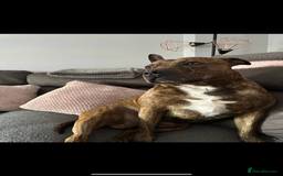 Mixed Breed dogs for sale: 2 Beautiful female Frenchie/Staffie pups  - Image 12
