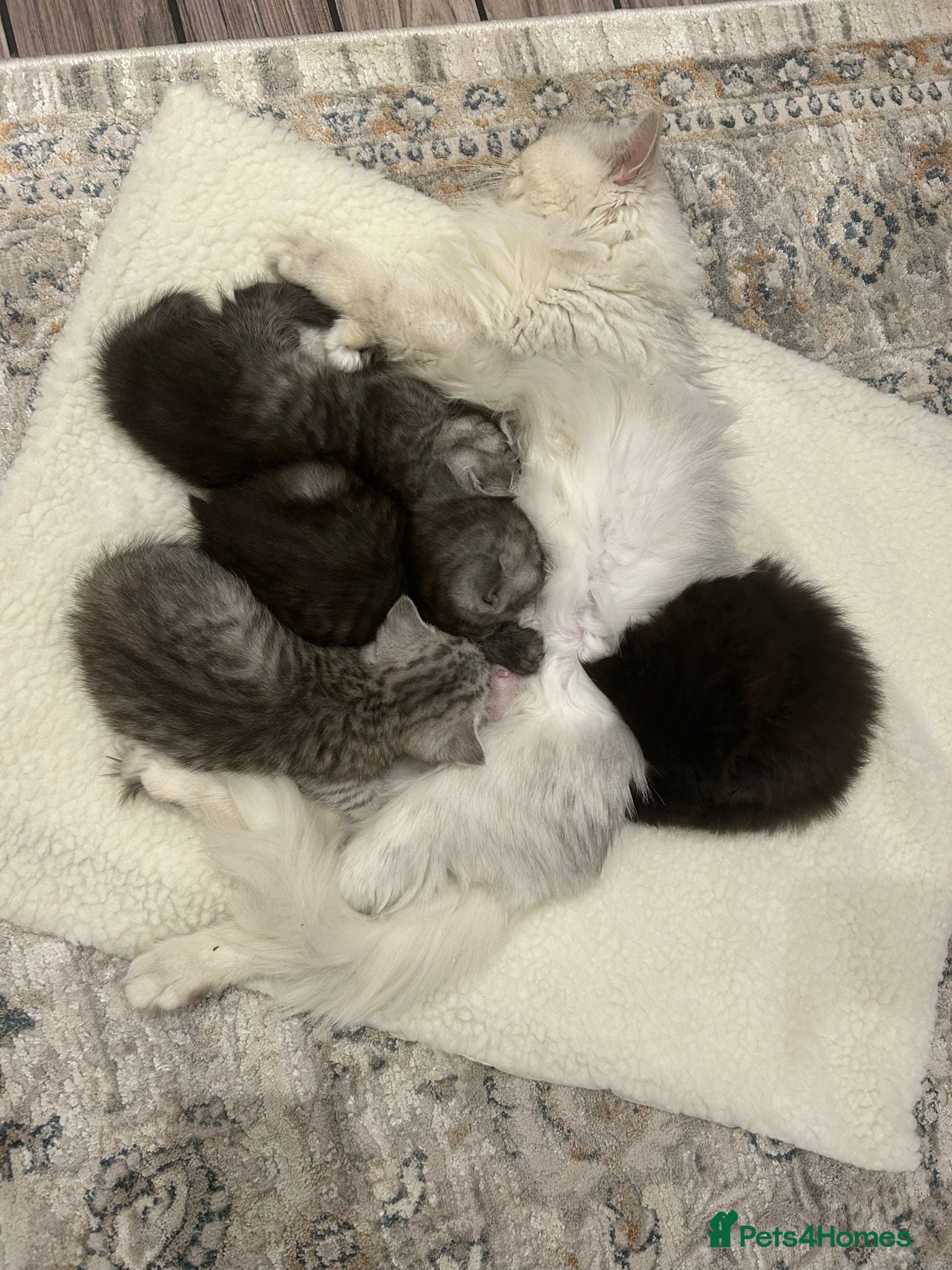 Persian cats BSH/PERSIAN KITTEN FOR SALE   - Advert 10