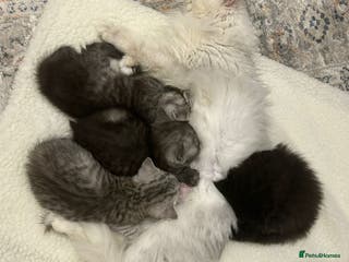 Persian cats BSH/PERSIAN KITTEN FOR SALE - Advert 4