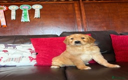 Golden Retriever dogs for sale: Chunky red golden retriever puppies  - Image 7
