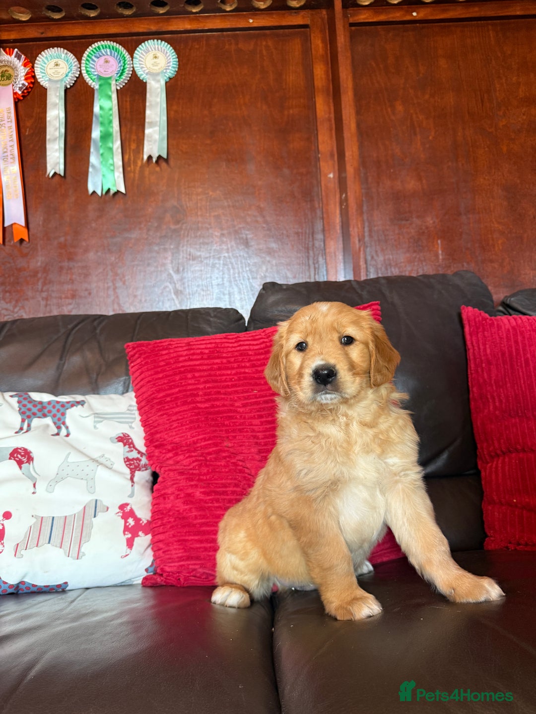 Golden Retriever dogs for sale: Chunky red golden retriever puppies  - Image 7