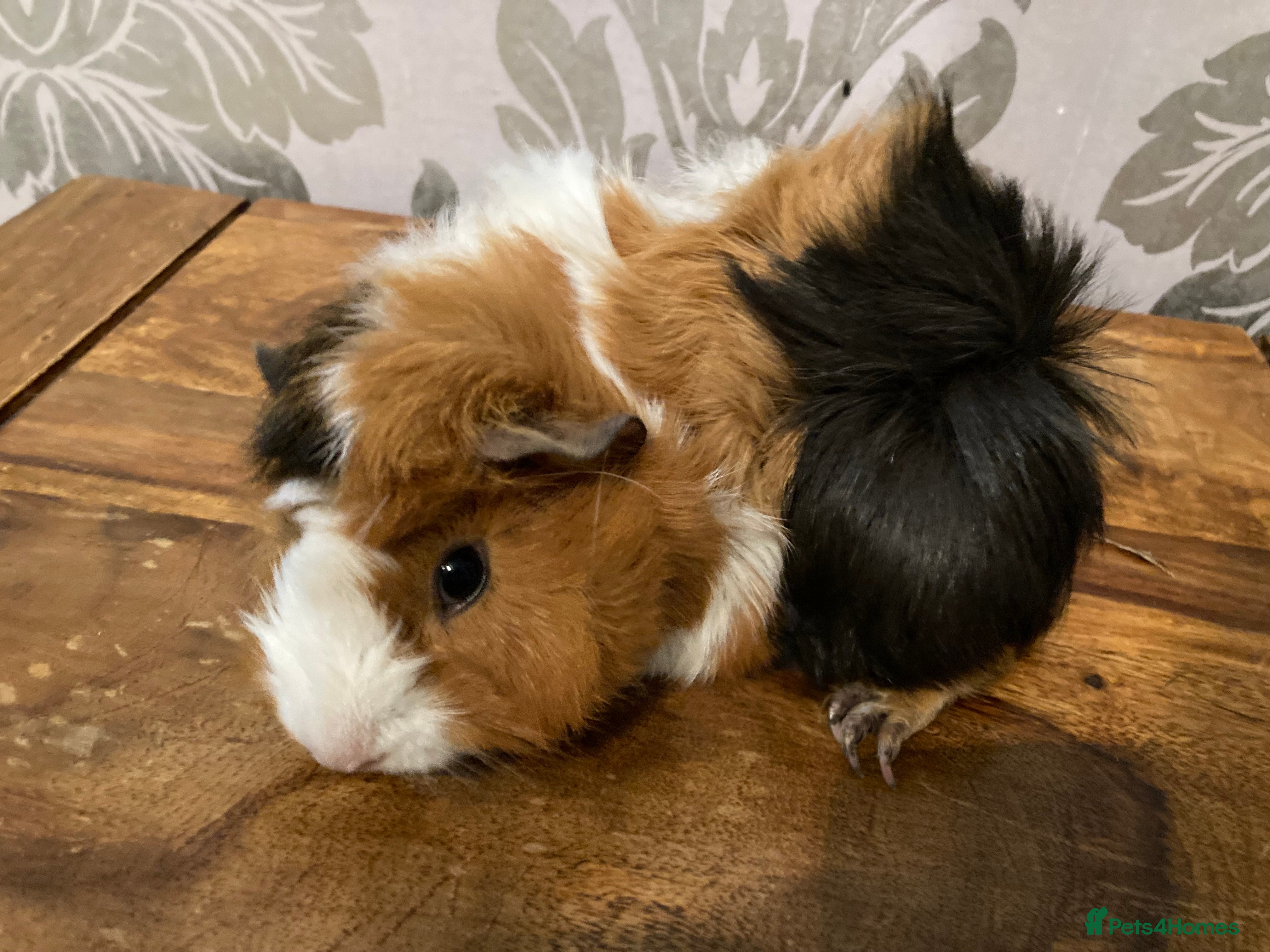 Guinea Pig rodents FEMALE Guinea pigs  - Advert 4