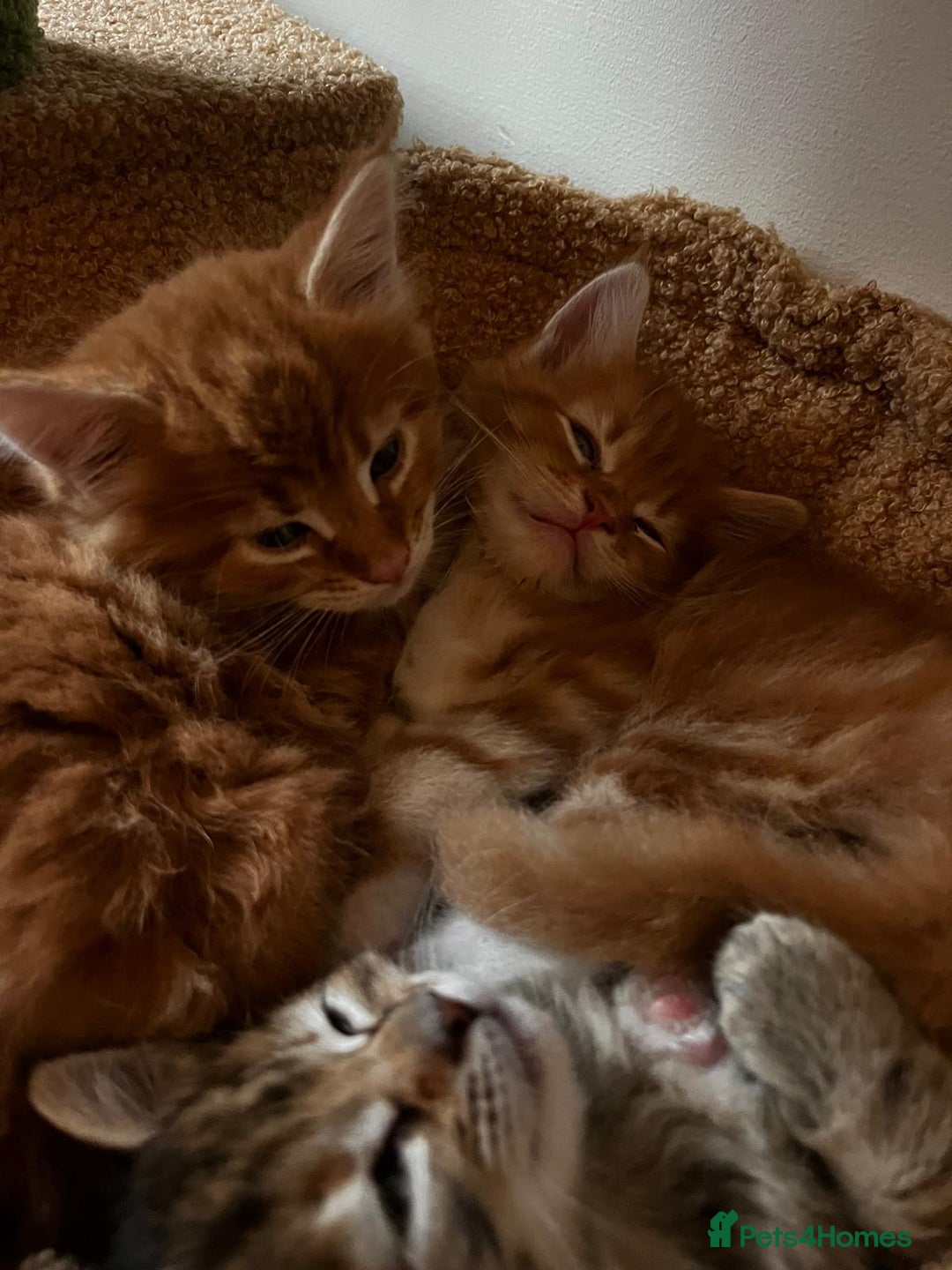 Maine Coon cats for sale: Maine Coon Norwegian Forest cross kittens - Image 18